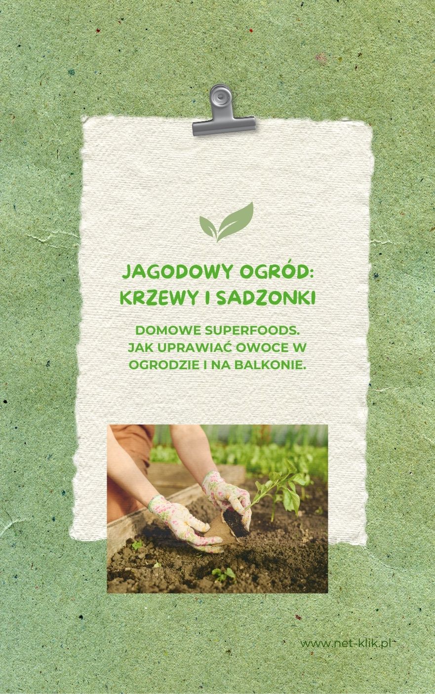 Jagodowy ogród - krzewy i sadzonki